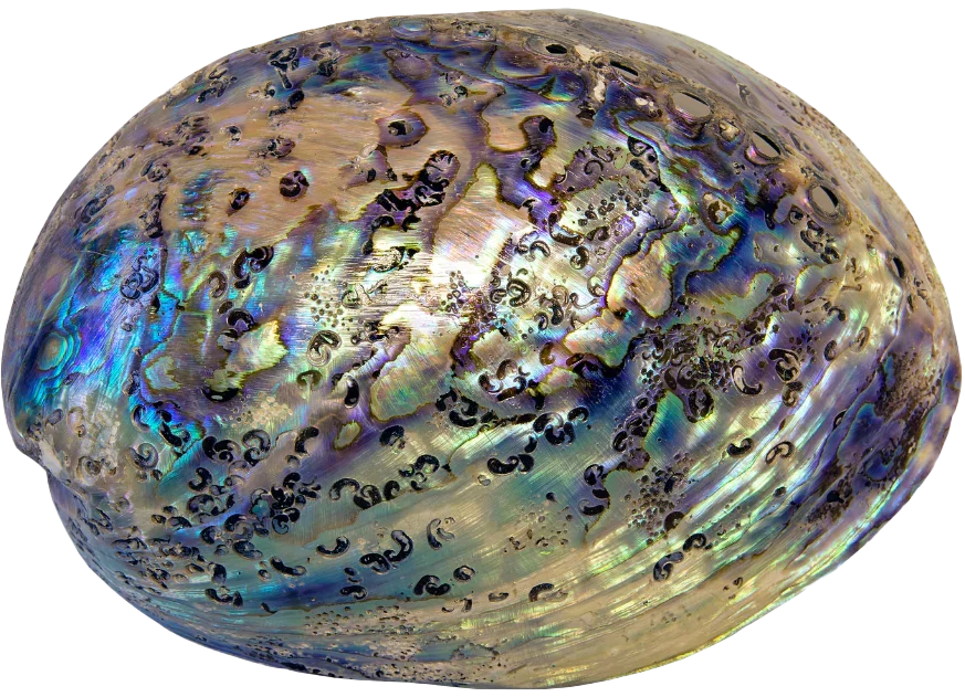 Abalone Shell - Luna Tide Handmade Crystal Jewellery